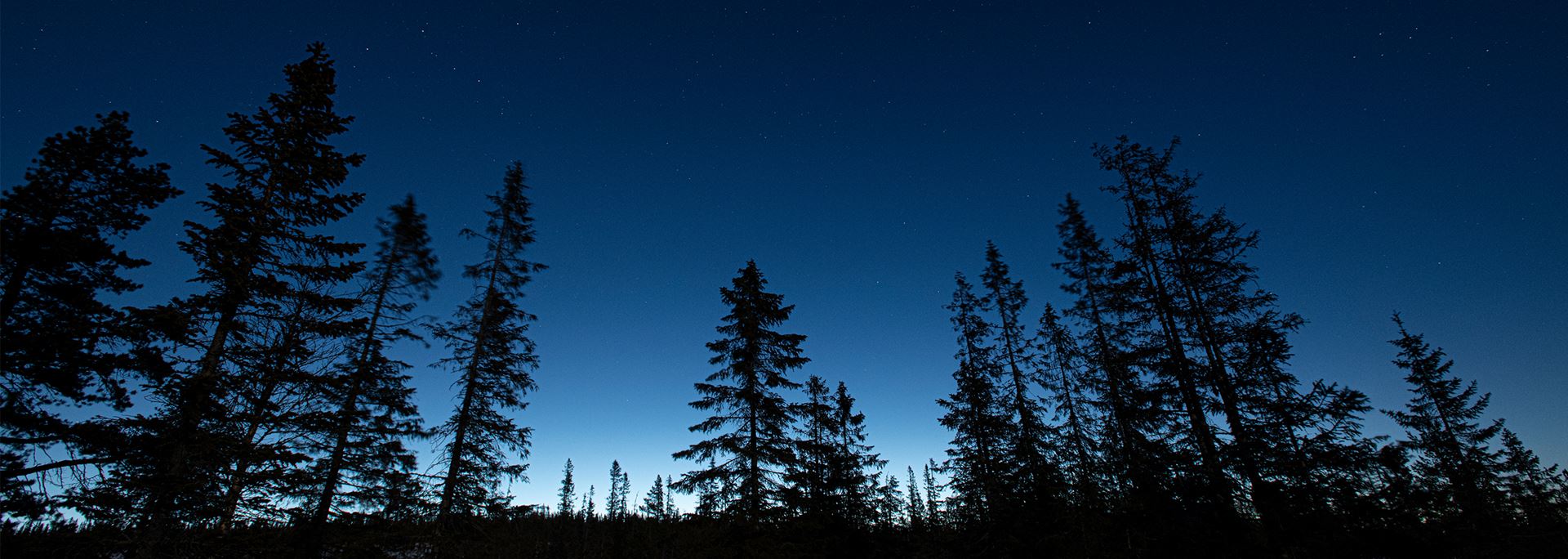 En rekke trær strekker seg mot en mørk stjernehimmel