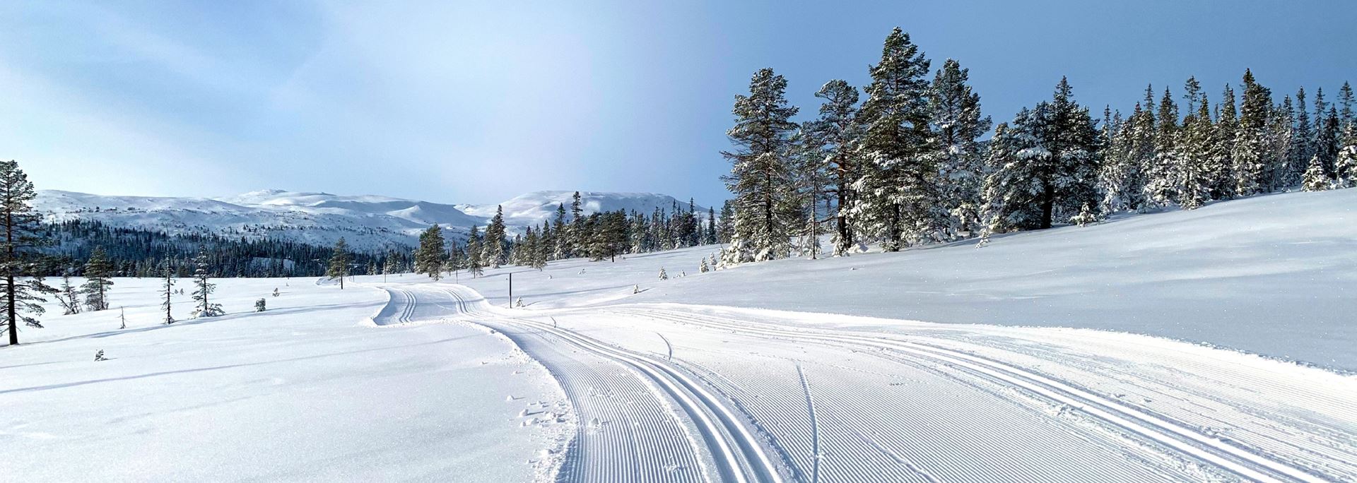 Nykjørte skiløyper omkranset av snødekte trær og blå himmel